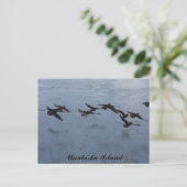 Oystercatcher in Flight, Unalaska Island Briefkaart (Staand voorkant)