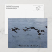 Oystercatcher in Flight, Unalaska Island Briefkaart (Voorkant / Achterkant)