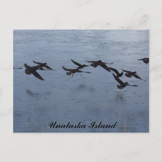 Oystercatcher in Flight, Unalaska Island Briefkaart (Voorkant)