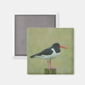 Oystercatcher Magnet (Voorkant / Achterkant)