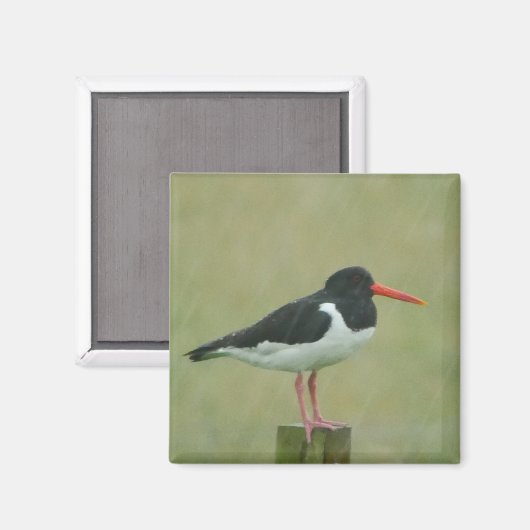 Oystercatcher Magnet (Voorkant / Achterkant)