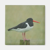 Oystercatcher Magnet (Voorkant)