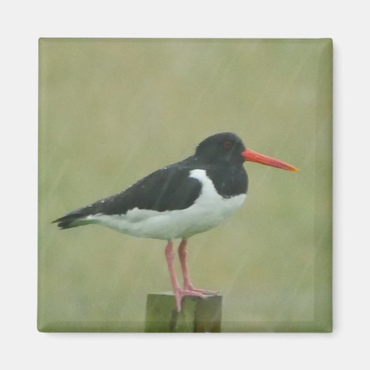 Oystercatcher Magnet (Voorkant)