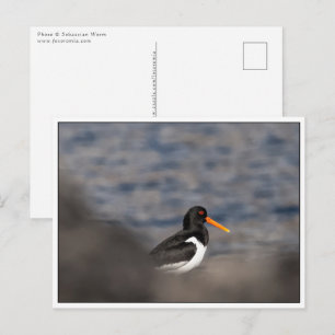 Oystercatcher Natuur Foto Briefkaart