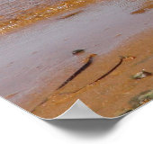 Oystercatcher op Chappaquiddick Island Beach Poster (Hoek)