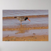 Oystercatcher op Chappaquiddick Island Beach Poster (Voorkant)