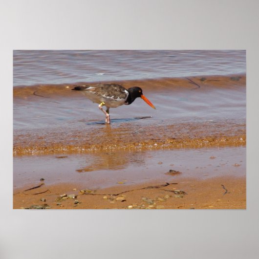 Oystercatcher op Chappaquiddick Island Beach Poster (Voorkant)