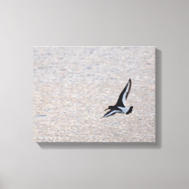 Oystercatcher op de Wing Canvas Afdruk