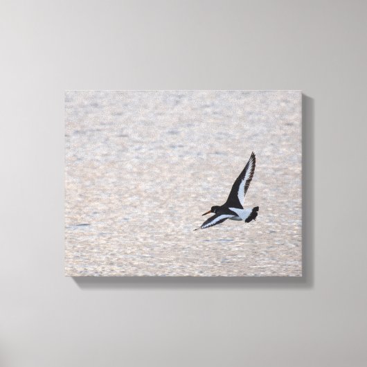 Oystercatcher op de Wing Canvas Afdruk (Voorkant)