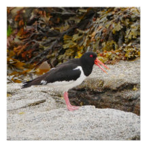 Oystercatcher Poster