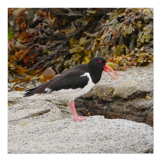 Oystercatcher Poster (Voorkant)