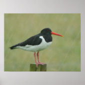 Oystercatcher Poster (Voorkant)