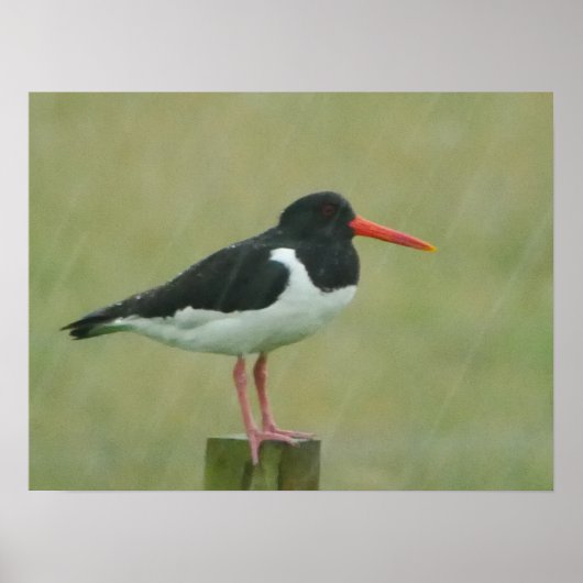Oystercatcher Poster (Voorkant)