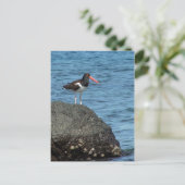 Oystercatcher Shorebird Briefkaart (Staand voorkant)