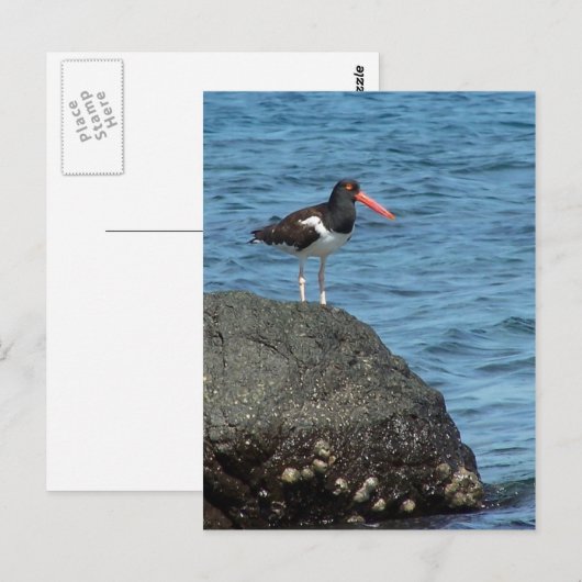 Oystercatcher Shorebird Briefkaart (Voorkant / Achterkant)
