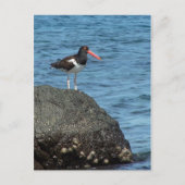 Oystercatcher Shorebird Briefkaart (Voorkant)