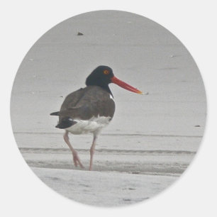Oystercatcher Stickers