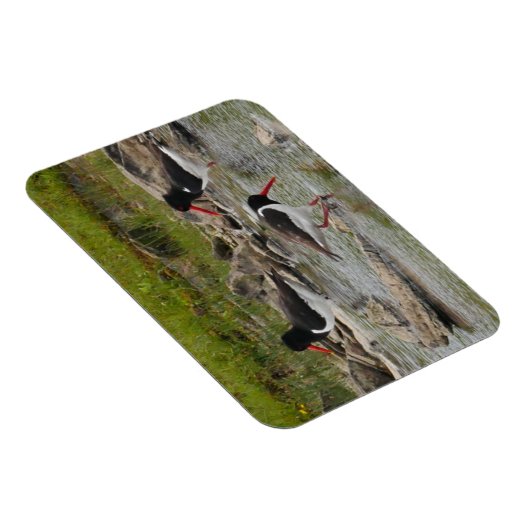 Oystercatchers Magnet Magneet (Rechterzijde)