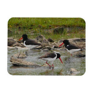 Oystercatchers Magnet Magneet