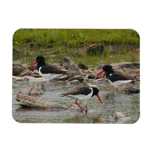 Oystercatchers Magnet Magneet (Horizontaal)