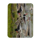 Oystercatchers Magnet Magneet (Verticaal)
