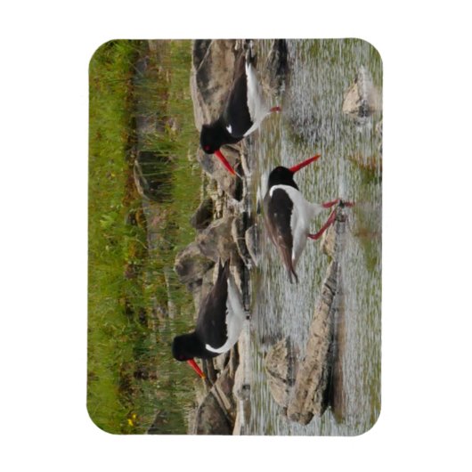 Oystercatchers Magnet Magneet (Verticaal)