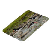 Oystercatchers Magnet Magneet (Linkerzijde)