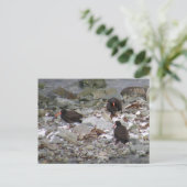 Oystercatchers op de Shore, Unalaska Island Briefkaart (Staand voorkant)