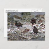 Oystercatchers op de Shore, Unalaska Island Briefkaart (Voorkant / Achterkant)