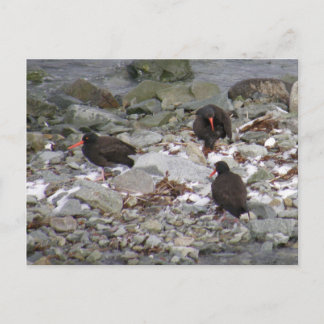 Oystercatchers op de Shore, Unalaska Island Briefkaart