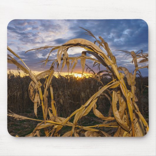 Ozarks Harvest Muismat (Voorkant)