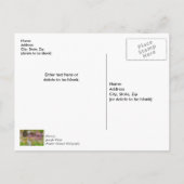 Ozarks Waterval Spring Bluff Briefkaart (Achterkant)