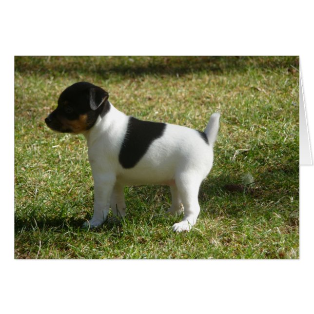 P1010024 Rat Terrier puppy (Voorkant Horizontaal)