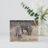 P1010080, Groeten uit Arizona Briefkaart (Staand voorkant)