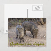 P1010080, Groeten uit Arizona Briefkaart (Voorkant / Achterkant)