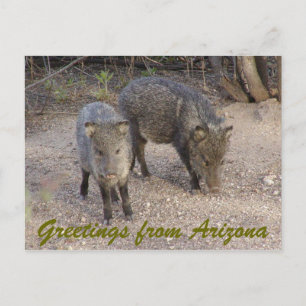 P1010080, Groeten uit Arizona Briefkaart