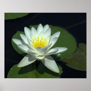 P1100646.RAW, "WHITE LOTUS BLOSSOM" POSTER