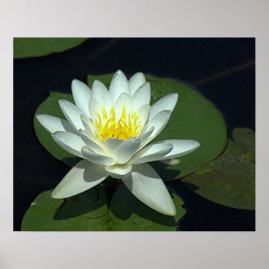 P1100646.RAW, "WHITE LOTUS BLOSSOM" POSTER (Voorkant)