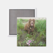 P3 Flatlandersam door Wild Roses Magneet (Voorkant / Achterkant)