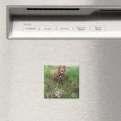 P3 Flatlandersam door Wild Roses Magneet (Insitu (Vaatwasser))