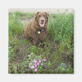 P3 Flatlandersam door wilde Rozen Magneet (Voorkant)