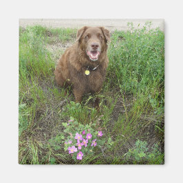 P3 Flatlandersam door wilde Rozen Magneet