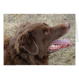 P4 Flatlandersam profiel