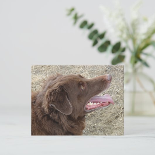 P4 Flatlandersam profiel Briefkaart (Staand voorkant)