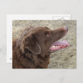 P4 Flatlandersam profiel Briefkaart (Voorkant / Achterkant)