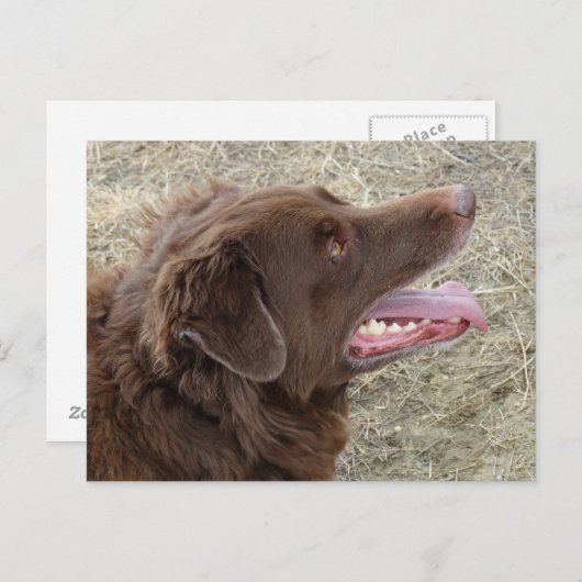 P4 Flatlandersam profiel Briefkaart (Voorkant / Achterkant)