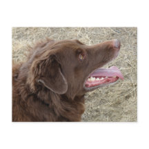 P4 Flatlandersam profiel