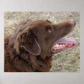 P4 Flatlandersam profiel Poster (Voorkant)