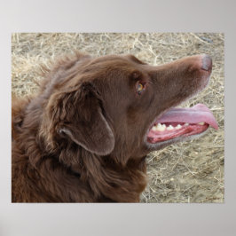 P4 Flatlandersam profiel Poster