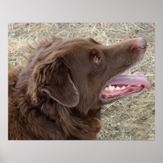 P4 Flatlandersam profiel Poster (Voorkant)